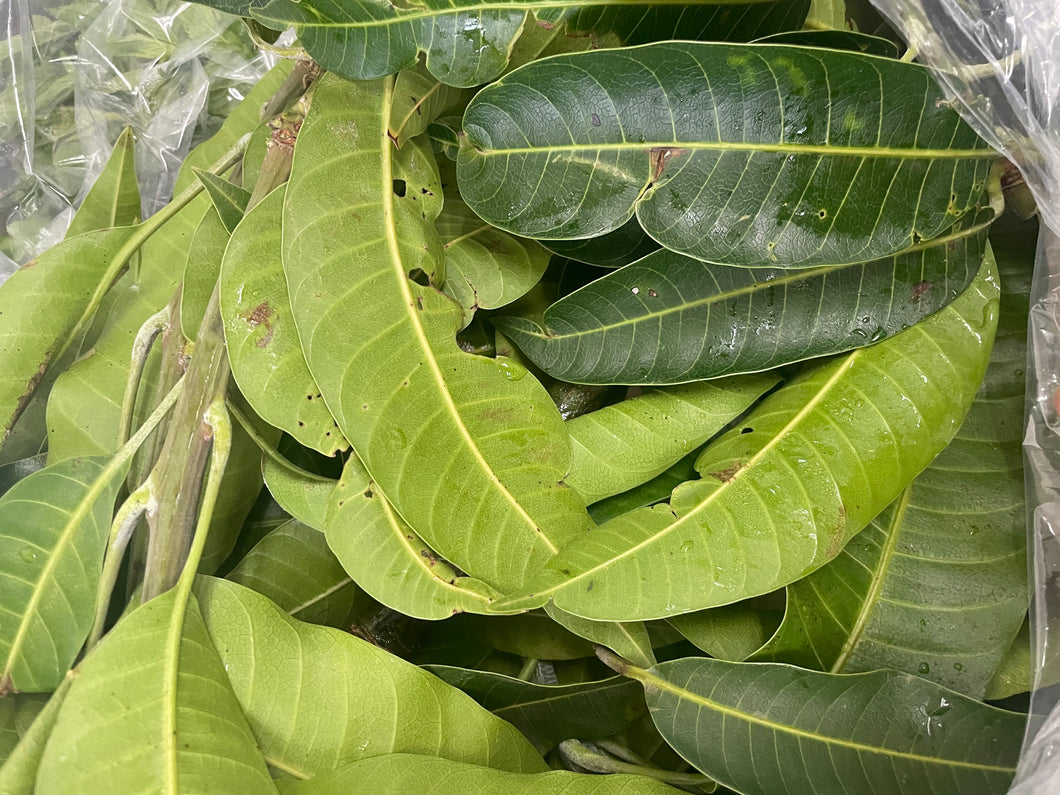 Mango Leaves - Mangifera Indica